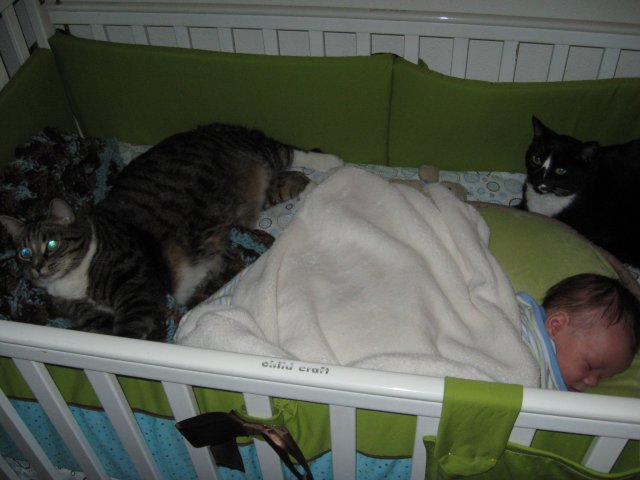 Three kids in the crib Three kids in the crib